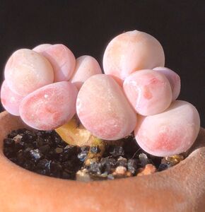 i精品纯奶 芭比彩虹奶酪 稀有贵d货多肉植物韩【 进多口肉国半山