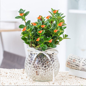 金鱼花清香驱蚊水培植物好养室内盆栽客厅绿植水养吊兰四季开花卉