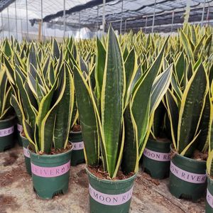 稀有虎皮兰霸王兰青叶绿植花卉除甲醛净化空气虎尾兰新品大型客厅