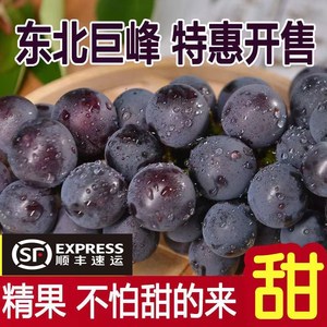 现摘巨峰葡萄东北辽宁新鲜水果5斤整箱当季大果孕妇黑提无籽