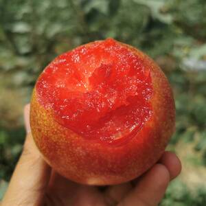 【红心鸭蛋李子苗】红心鸭蛋李子苗品牌,价格 - 阿里巴巴