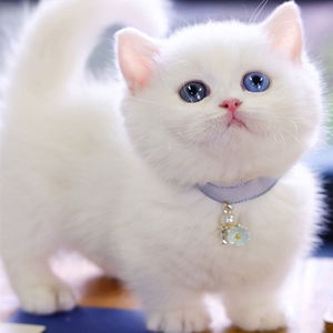 中华田园猫纯白异瞳猫双蓝眼白猫幼猫小猫咪白色猫咪白猫幼崽猫粮