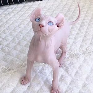 纯种赛级加拿大斯芬克斯无毛猫活体宠物幼崽纯白蓝皮脚卷耳精灵耳