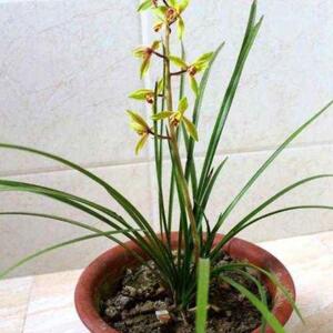 带花苞兰花蕙兰春兰花卉浓香九头兰九节兰草苗庭院四季绿植物美观