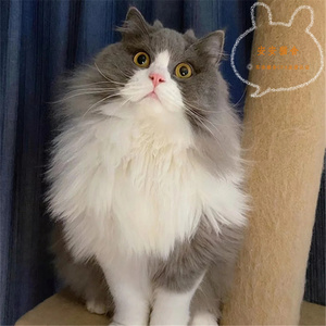 英国长毛猫纯种活体幼猫蓝白高地长毛纯白纯蓝矮脚金渐层金点银点