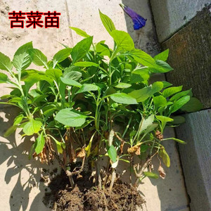 新鲜现挖 野生苦叶菜根 苦菜苗 败酱草根野菜苗 带根阳台庭院种苗