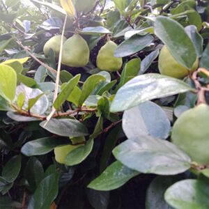 野生薜荔种子 药材辟萼小薛荔石龙藤彭蜂奶母果水馒头凉粉果木莲