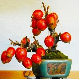 深山海棠红十月图片