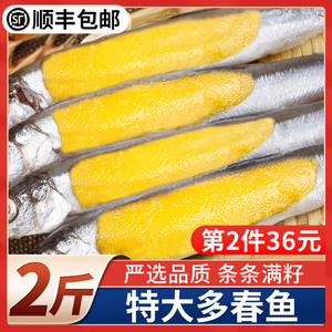 多春鱼满籽新鲜多籽鱼商用冷冻特大冻干海鱼烧烤食材鲜活海鲜水产