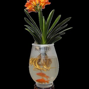 玻璃瓶水培君子兰苗蝴蝶兰水培植物盆栽花卉观花办公桌观叶植物.