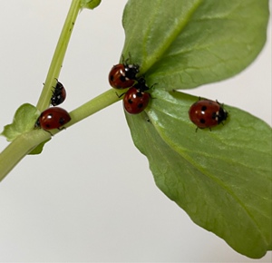 七星瓢虫成虫幼虫卵科研实验生物防治蚜虫蚧壳虫