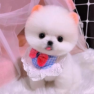 尚宠时代淘宝纯种白博美幼犬茶杯犬小型可爱迷你长