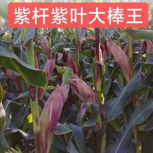 紫杆紫叶大棒王玉米种子抗病抗虫高产玉米种11价农科院国审苞米