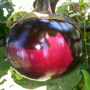 大红袍茄子