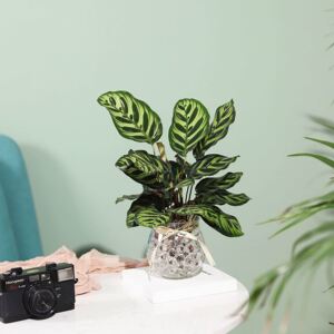 推荐孔雀羽水培植物室内绿植花卉好养水养花草盆栽竹芋办公室客厅