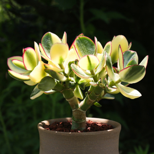 新花月锦盆栽老桩红边玉树多肉植物黄金花月锦植物三色大叶玉树锦