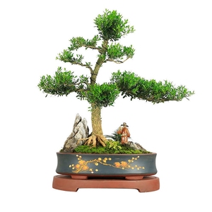 独杆黄杨树苗素材耐寒小叶瓜子黄杨高杆树桩盆景文人庭院绿化植物