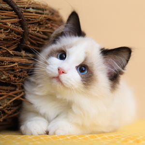 纯种宠物布偶猫幼猫长毛海双仙女猫重点狮子大脸猫幼崽小猫活物体