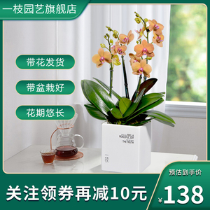 一枝蝴蝶兰皮亚琴察裸杯铜黄色不含盆年宵花卉室内鲜花插花送领导