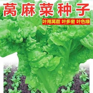 莴麻菜种子叶用莴苣麻菜莴鸡菜香香菜种子四川夏秋季蔬菜种子生菜