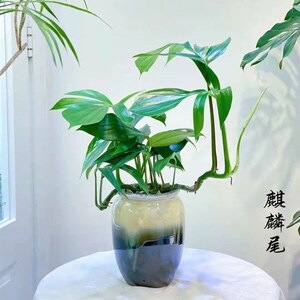 家居新宠麒麟尾盆栽室内耐阴植物吸甲醛二氧化碳净化空气观叶绿植