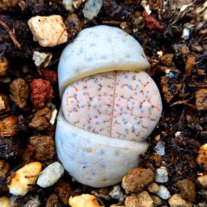 302.571.297.48同款货源t_1501651652179_077淘宝生石花多肉.2年.