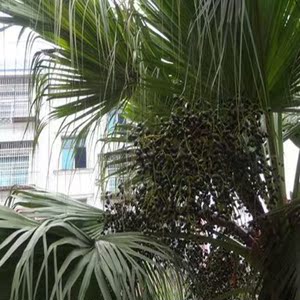 材葵树子 药用葵树籽 葵扇子 葵扇籽 蒲葵子蒲扇种子扇叶葵子