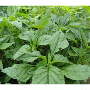 青苋菜种子 阳台庭院盆栽易种圆叶青菜种子 有机蔬菜籽蔬菜种子