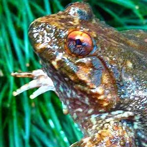 石娃 石蛙鲜活 石蛙苗 幼蛙石蛤棘胸蛙山中的活人参!石蛙养殖技术