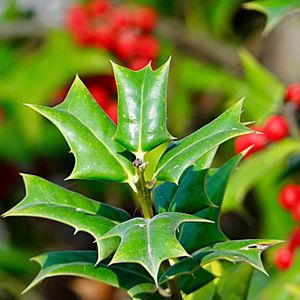 野生老虎刺元宝刺猫儿刺鸟不宿吉祥树猫儿香盆景树八角刺枸骨树苗