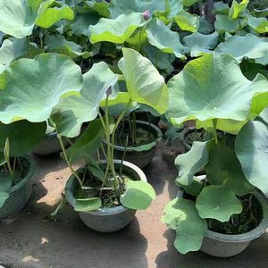 大型观赏荷花种藕苗 莲藕种苗 盆栽荷花种根苗荷花苗莲藕苗莲花苗