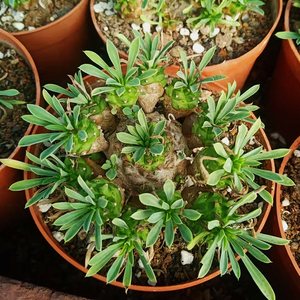 峨眉山群多肉植物铁甲麒麟小菠萝大戟科火麒麟防辐射趣味阳台盆栽