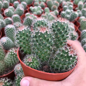 稀有群生红花锦丸实生猩猩丸仙人球掌多肉植物防辐射盆栽耐旱新手