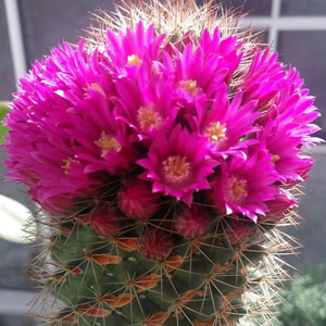 仙人球猩猩丸红