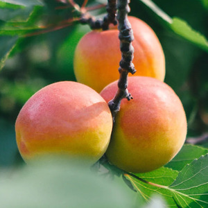 山东青岛特产甜杏崂山蜜杏5斤水蜜杏大黄杏子新鲜现货应季水果10