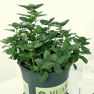 巧克力薄荷盆栽可食用w西餐糕点装饰四季常绿好养植物