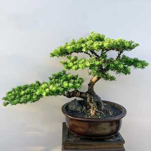 迎客松盆景真树罗汉松老桩黄杨绿植盆栽办公室内客厅净化空气好养