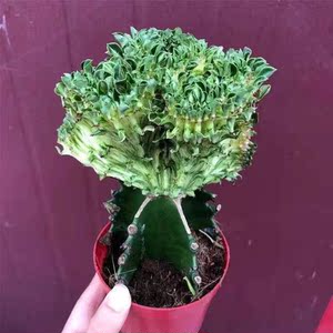 彩色麒麟掌盆栽苗 多肉植物 嫁接玉麒麟 净化空气吸甲醛