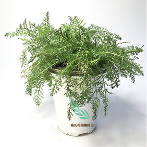 西洋蓍草yarrow可食栽香草盆用植物种l蚊驱苗花草茶观赏花园组合