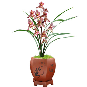 沁鲜园建兰名品老种举国欢庆兰花盆栽兰草苗室内盆景y植物送礼绿