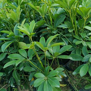 鸭脚木招财树吸甲醛鹅掌柴七叶莲绿植可水培植物盆栽八方来财小苗