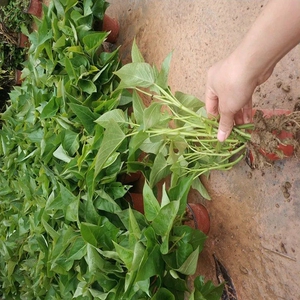 【食叶型红薯苗3斤】食叶型红薯苗3斤品牌,价格 - 阿里巴巴