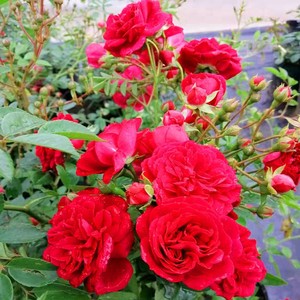 i重瓣甜蜜红木k香花红色木香花苗爬藤植物开花小中苗盆栽