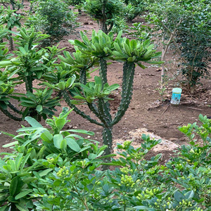 仙人掌多肉植物霸王鞭龙骨防辐射吸甲醛客厅n室内阳台花卉大型盆