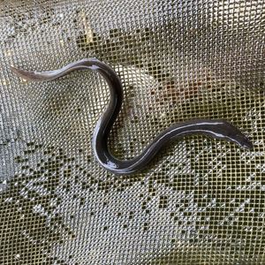 鳗鱼苗淡水养殖