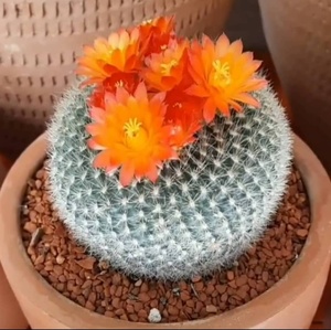 白雪光仙人球开花新手迷你盆栽桌面花卉绿植可爱多肉植物精品