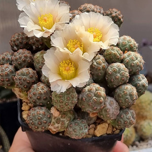 足球团扇仙人球进口稀有品种群生多头多肉植物仙人掌科小盆栽清仓