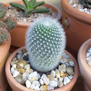 雪丽山仙人球 多头群生开橙花宝山属软刺不扎手防辐射盆栽