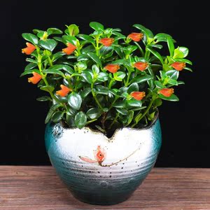金鱼吊兰带花红色
