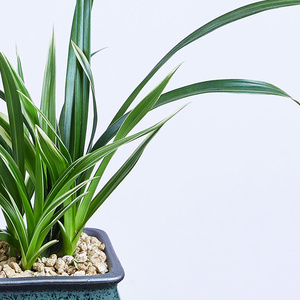 神童冠兰花名贵建兰迷你金边兰花草盆栽花卉矮种开花四季室内植物